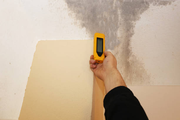Best Mold Documentation for Insurance Claims  in Hotchkiss, CO