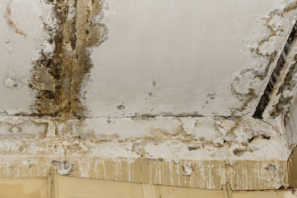Best Mold Remediation for Healthcare Facilities  in Hotchkiss, CO